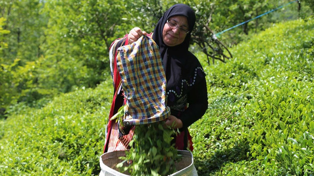 Doğu Karadenizde çay hasadı başladı