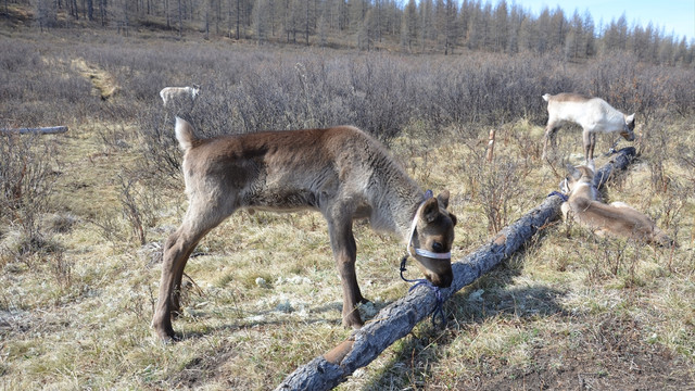 Duha Türkleri'ne verilen geyikler yavruladı