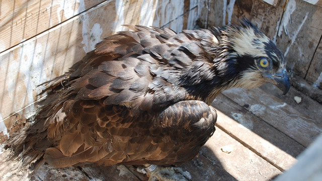 Dünya Göçmen Kuşlar Günü