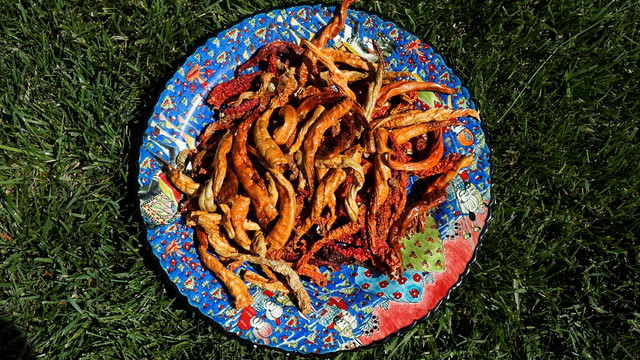 Dünyanın en acı yarışması Edirne'de yapılacak