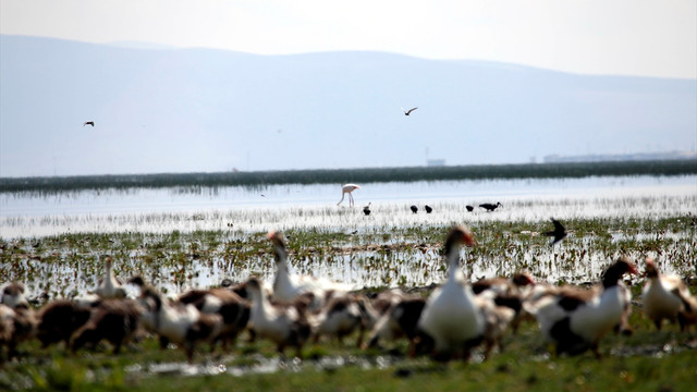 Eber Gölü'ndeki pelikan ve flamingolar ziyaretçilerini bekliyor