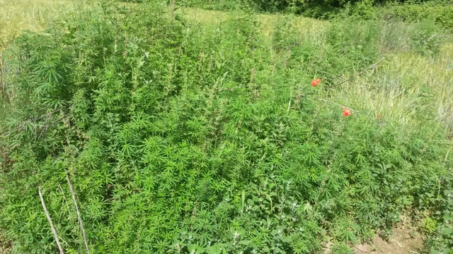 Edirne'de Hint keneviri operasyonu