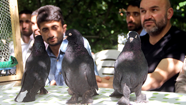 Elazığ'da manken kuşlar görücüye çıktı