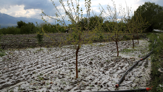 Erzincan'da dolu, tarım ürünlerine zarar verdi
