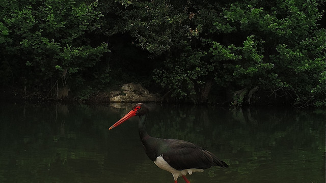 Ezine Çayı'nda su samuru ve kara leylek görüntülendi