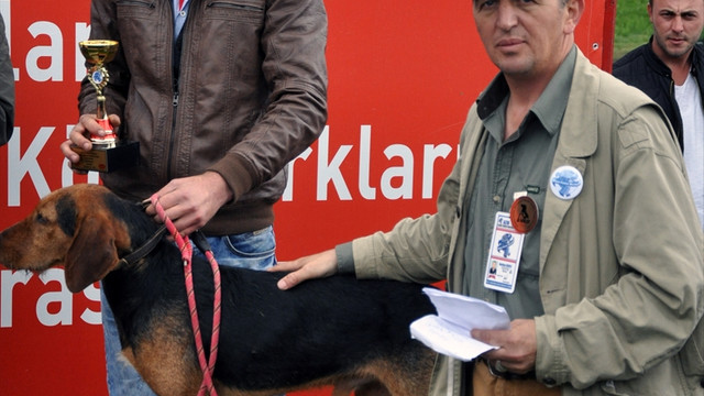 Fermalı av köpekleri ve korucu ırklar güzellik yarışması