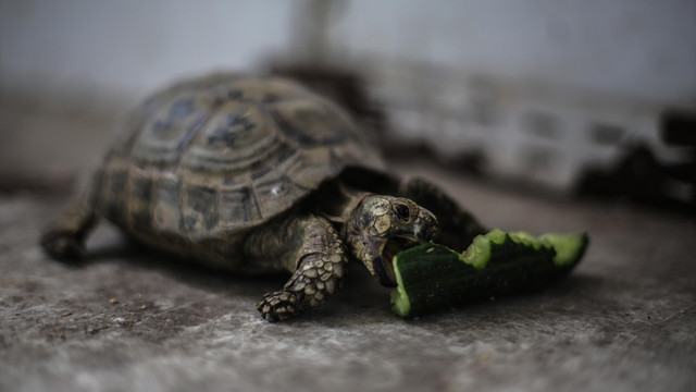 Gazze'de işsizliğe çare kaplumbağalar