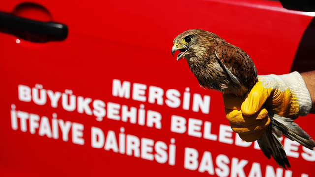 Güvercin yuvasında mahsur kalan atmaca kurtarıldı