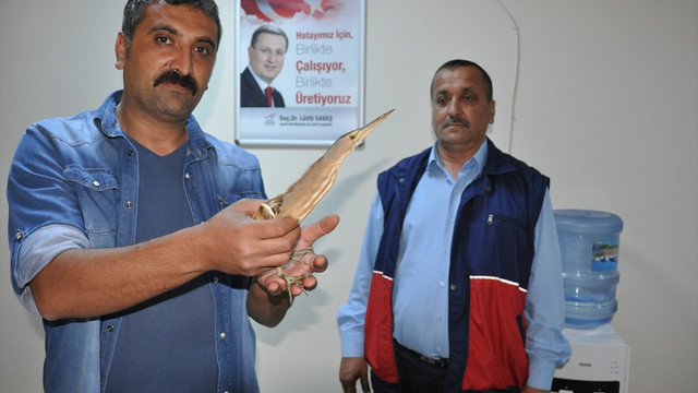 Hatay'da yaralı Hint gölet balıkçıl kuşu bulundu