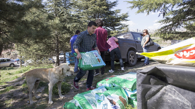 Hayvansever çiftten barınakta düğün