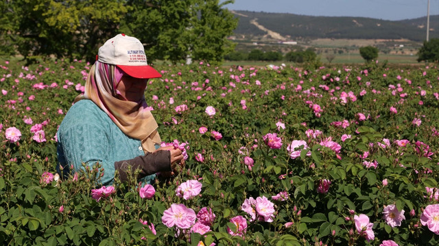 Isparta'da gül mevsimi  başladı