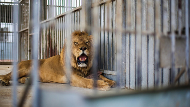 İsrail ablukasının kurbanı olan hayvanlar