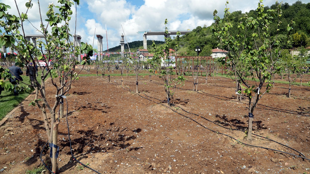 İstanbul'un en büyük meyve bahçesi Beykoz'da açıl
