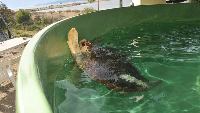İztuzu'nun ilk caretta caretta yuvası