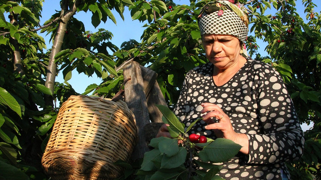 Karahıdır kirazının hasadı başladı