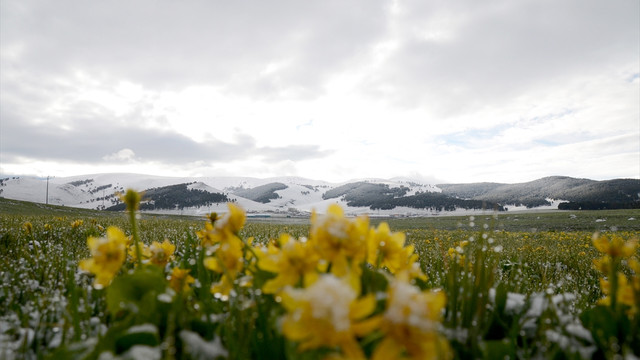 Kars'ta mayıs ayında kar yağdı