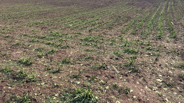 Kayseri'de çiftçiyi dolu vurdu