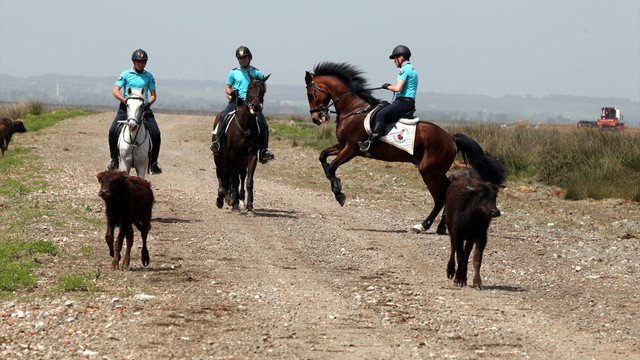 Kızılırmak Deltası'nı atlı jandarma timleri  koruyacak