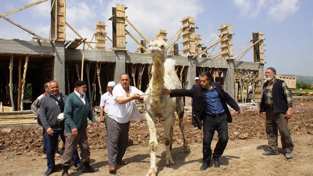 Mahalleli kurban edilecek devenin peşine düştü