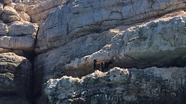 Mahsur kalan keçiler lastik botla kurtarıldı