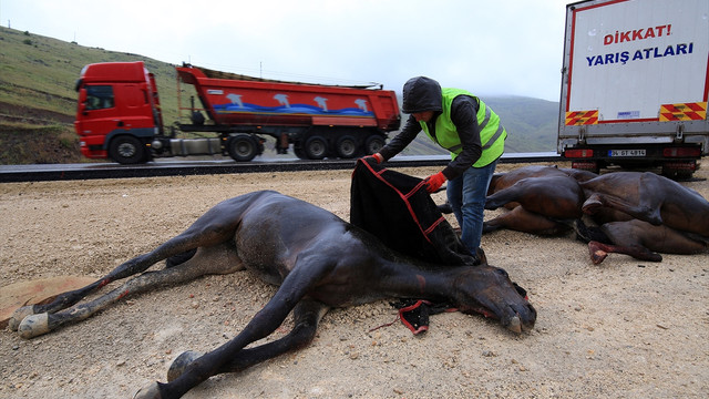Malatya'da yarış atlarını taşıyan kamyonet devrildi