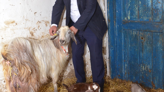 Malkara'da keçi beşiz doğurdu