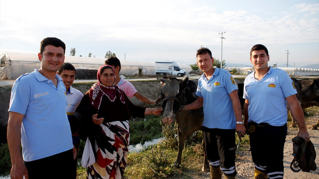 Mersin'de çamura batan hamile ineği itfaiye kurtardı