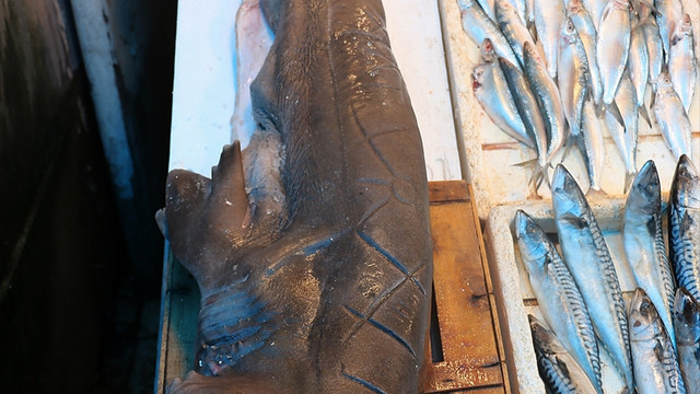 Mersin'de pamuk cinsi köpek balığı yakalandı