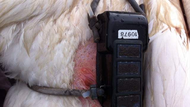 Mersin'de yaralı pelikan bulundu