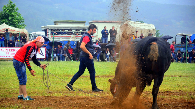 Muğla'da 18. Geleneksel Boğa Güreşi Festivali