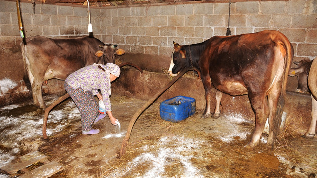 Muğla'da nodüler ekzantemi çalışması