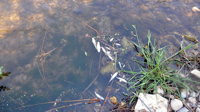 Muğla'da toplu balık ölümleri