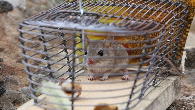 Nesli tükendi sanılan kayalık gerbili kapana düştü