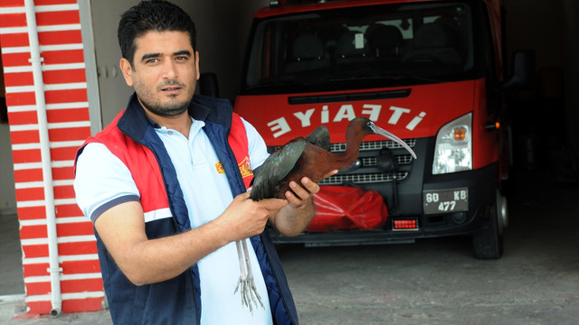 Osmaniye'de yaralı çeltikçi kuşu bulundu