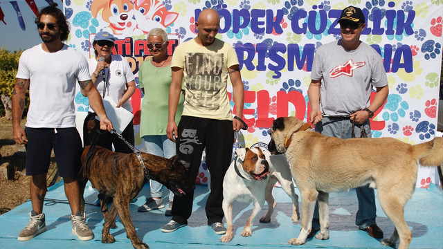 PATİ FEST 2016 Köpek Güzellik Yarışması
