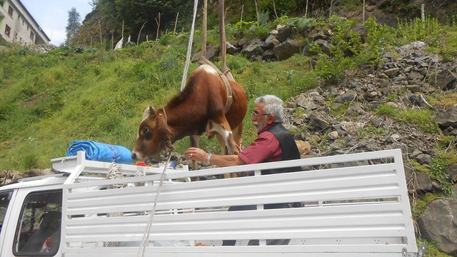 Rize'de dereye düşen ineği itfaiye kurtardı