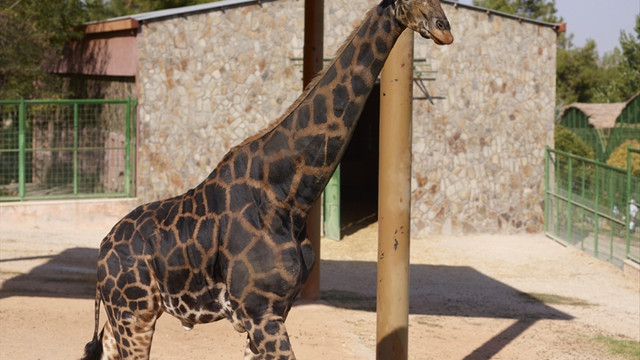 Şakirin düğün hazırlıklarına başlandı