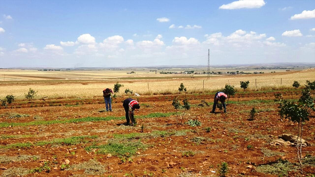 Şanlıurfa'da uyuşturucu operasyonu
