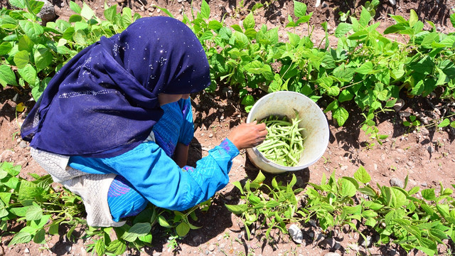 Sera dışı fasulye hasadı başladı