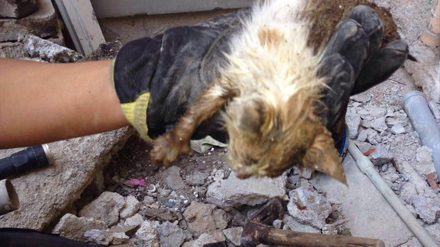 Su borusuna sıkışan kediyi itfaiye kurtardı