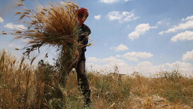 Suriye'de bombardıman tehdidi altında hasat