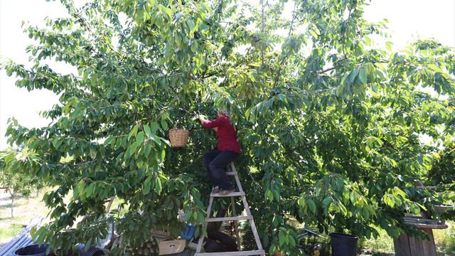Tekirdağlı kiraz üreticisinin tatlı heyecanı