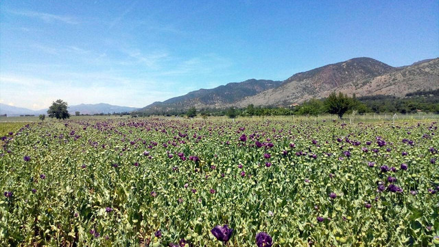 Tokatta 1 milyon kök haşhaş ele geçirildi