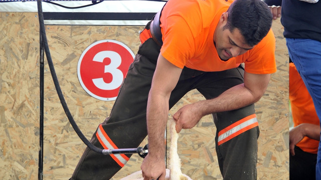 Ulusal Kırkım Şampiyonası