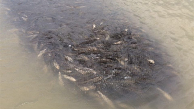 Van'da kaçak avlanılan 8 ton inci kefali ele geçirildi