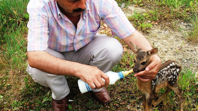 Yavru karacaları doğal ortamından koparmayın