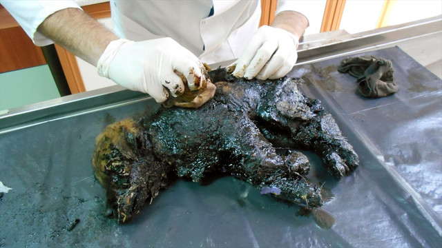 Yavru köpek Ziftin inanılmaz değişimi