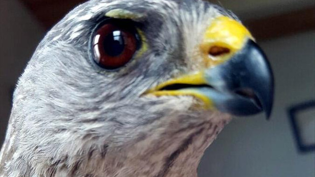 Yaz atmacası 15 yılda 5inci kez halkalandı