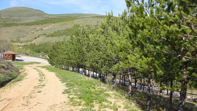 Yeşil Bayburt için ormanlık alanlar iki katına çıkarıldı
