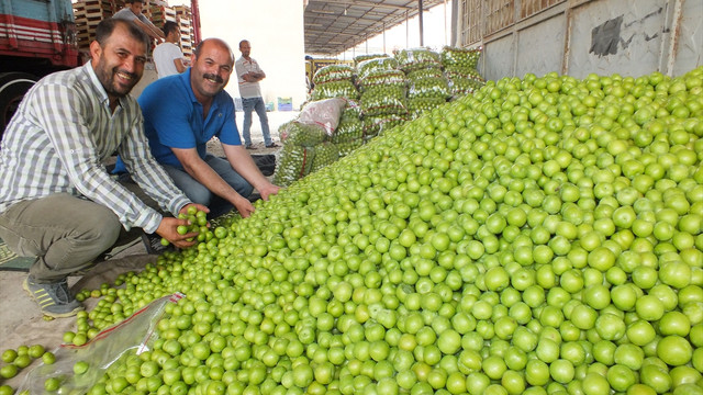 Yeşil Erik üreticileri sezonu mutlu kapattı